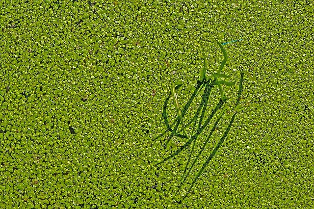 Floating Fern Common Floating Fern - adege / Pixabay