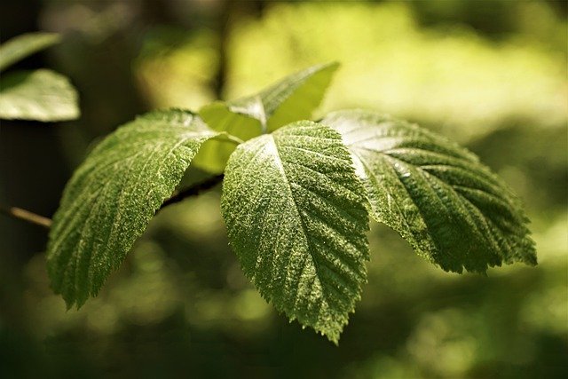 Leaf Beech Nature Summer Tree  - photosforyou / Pixabay